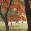 Jigsaw: Autumn Colors