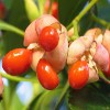 online hra Jigsaw: Red Berry