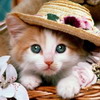 online hra Pussie Kitten Photo Jigsaw Puzzle