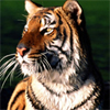 Tiger Slider Puzzle Game